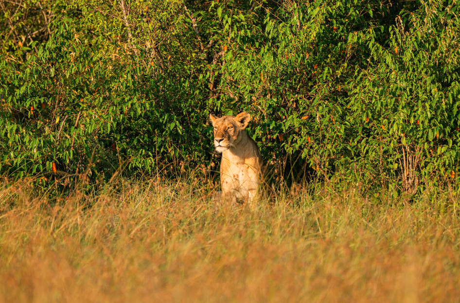 Masai Mara Kenya Lion