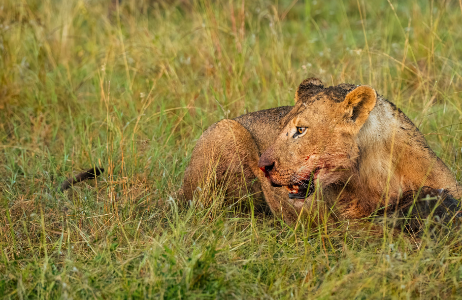 Masai Mara Lion Hunting