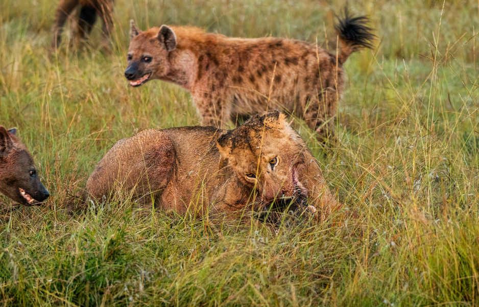 Lions of Masai mara eating hyenas