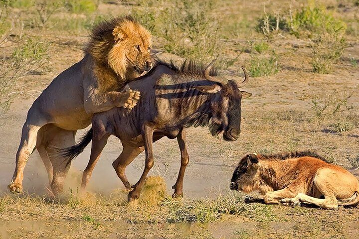 lions in Masai Mara