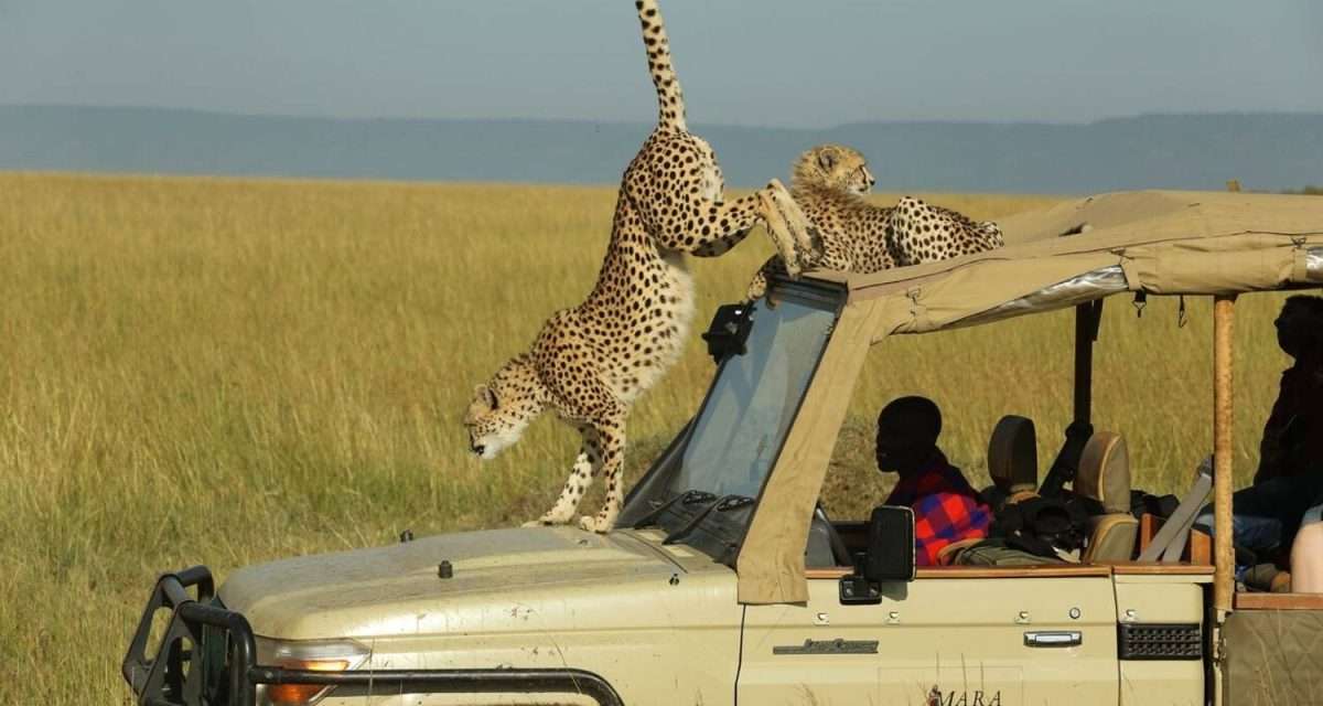 Masai Mara Safari Tour