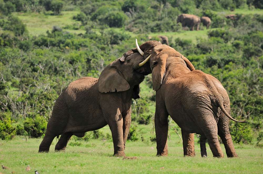 Addo Elephant National Park cape Town