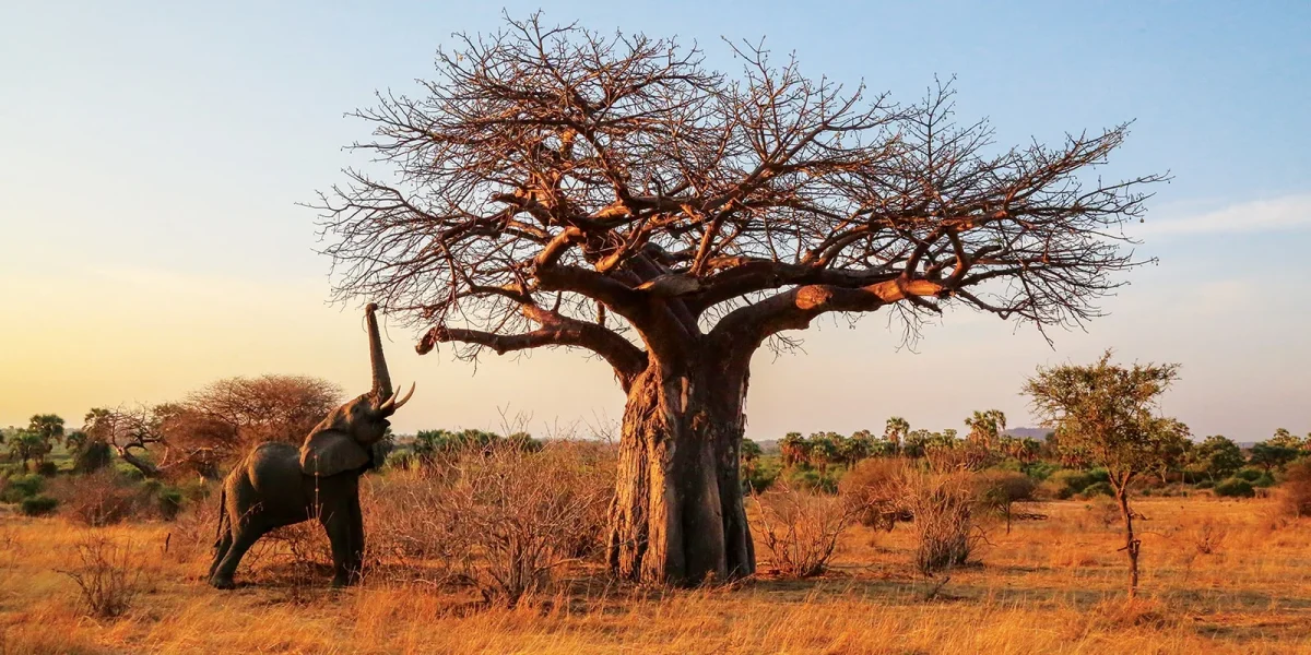 Ruaha elephant
