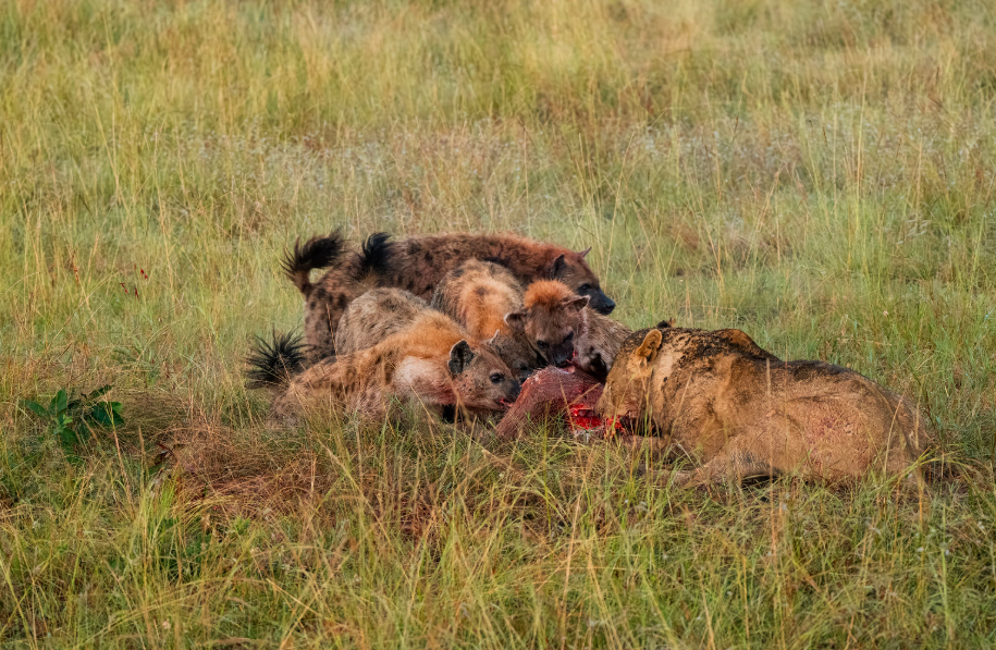 This lion hunting video was filmed during a safari in Kenya's Maasai Mara National Reserve.