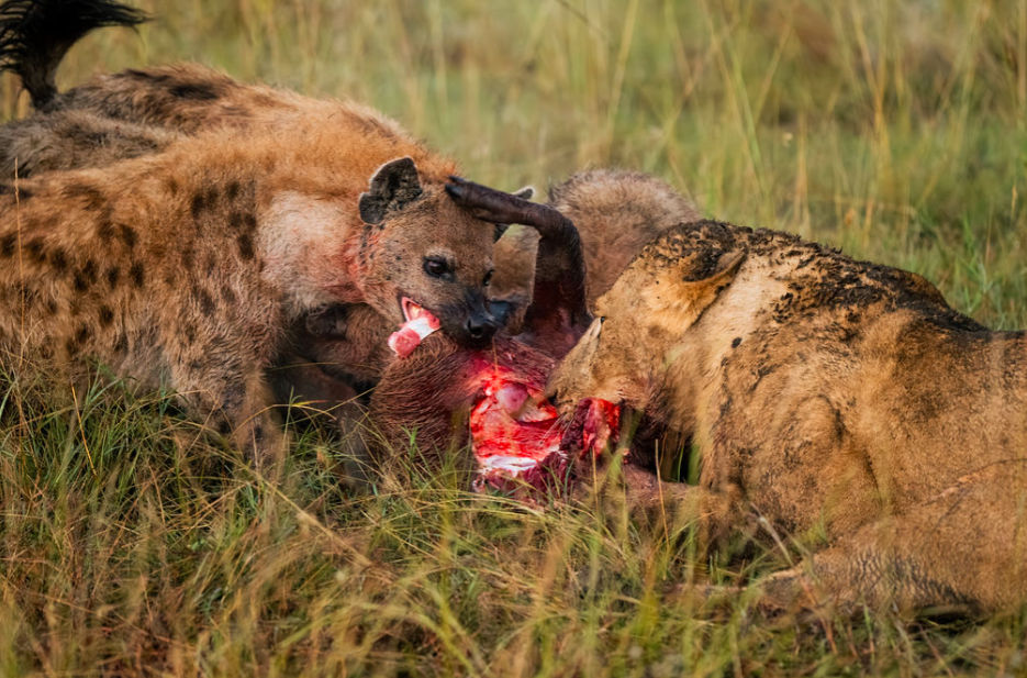 Lion hunt prey