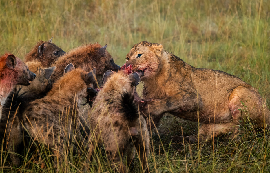 TourwithPipi Lion hunt prey