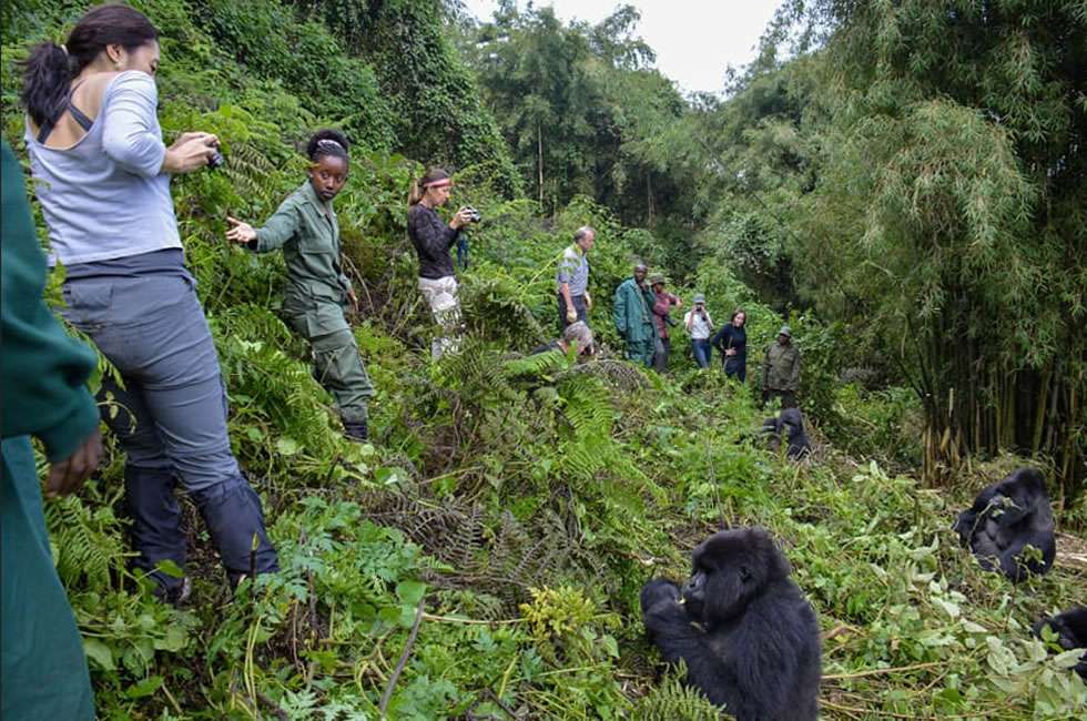 gorilla Rwanda