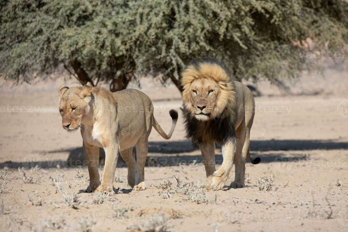 Kgalagadi Transfrontier Park