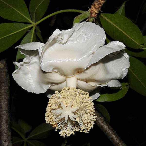 Baobab african Flower