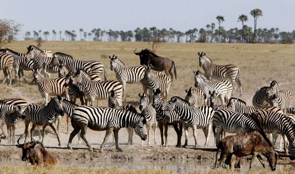 zebra migration