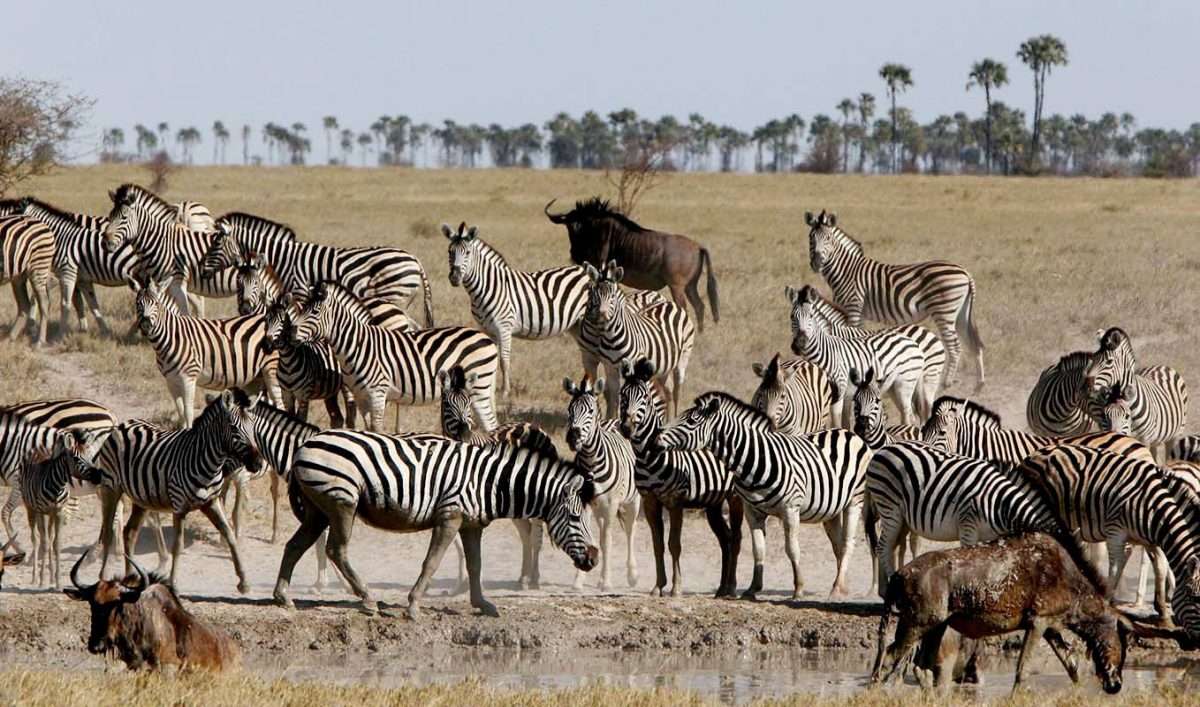 zebra migration
