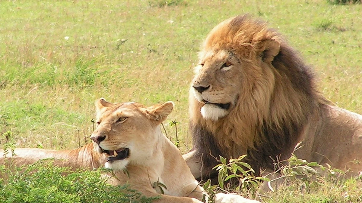 Congo Lion