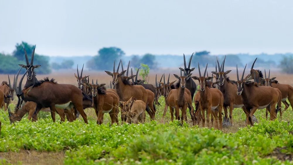 Kafue National Park, Zambia