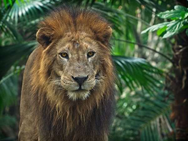 Katanga Lion