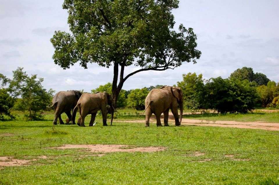 Mole National Park in Ghana