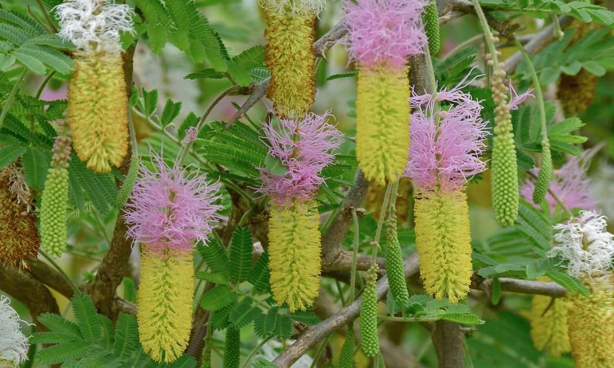 Sickle Bush