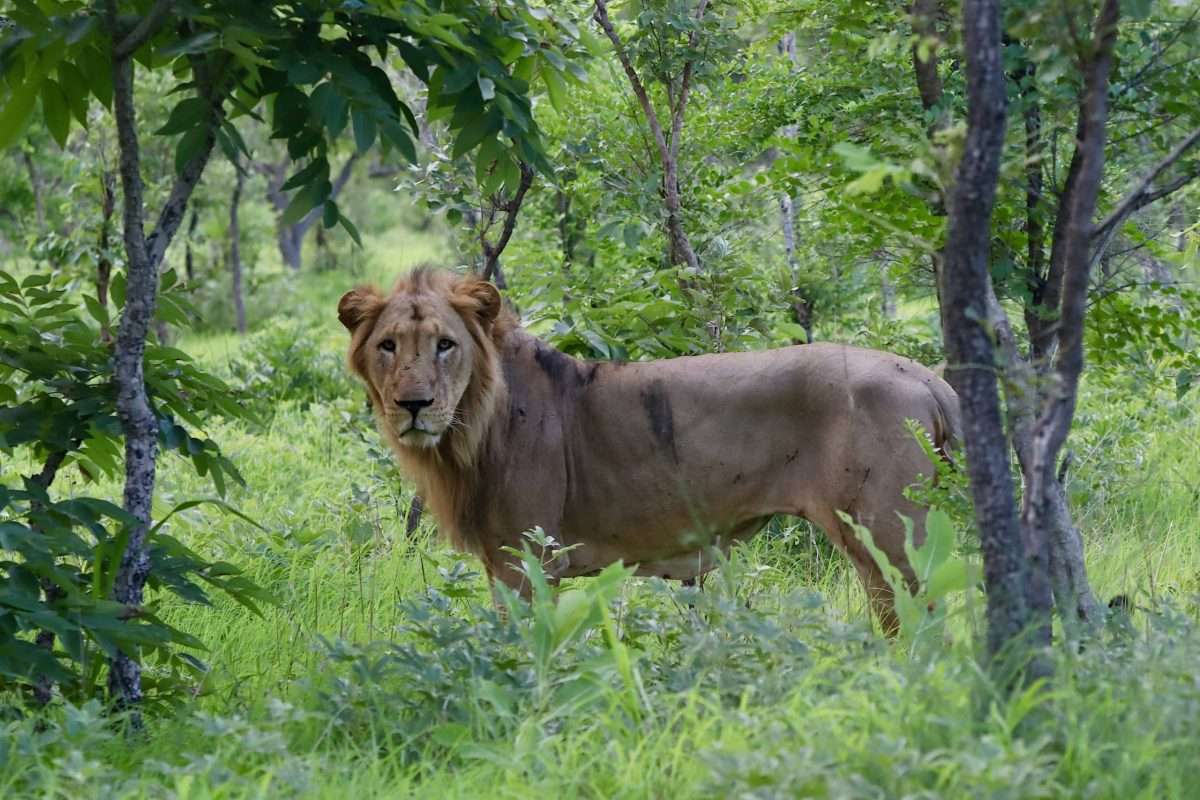 West African Lion