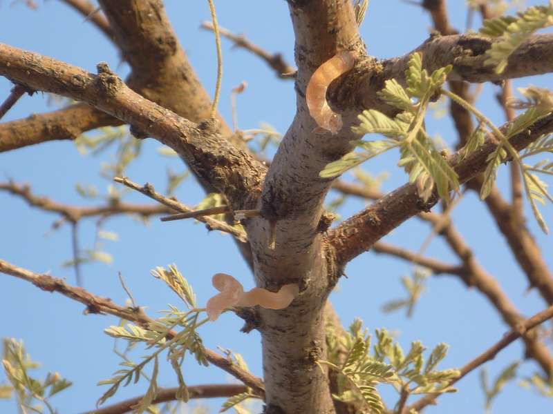 Gum Arabic Tree