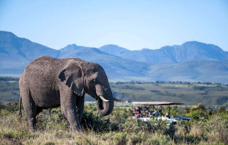 Gondwana Game Reserve game drive cape town