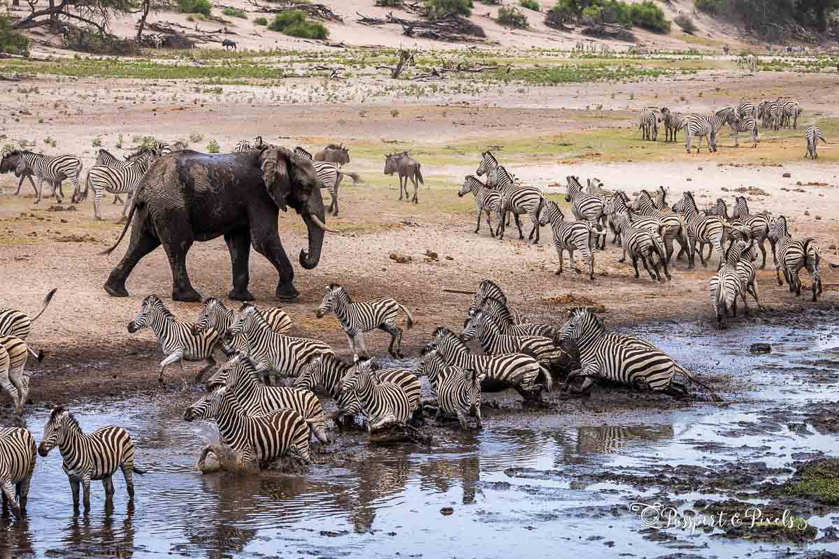 migration of zebra
